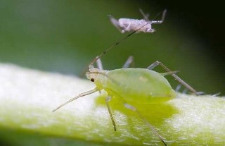 昙花病虫害防治方法,第2图