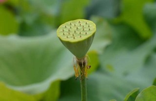 荷花种子哪里有卖的？,第1图