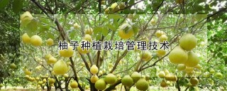 柚子种植栽培管理技术,第1图