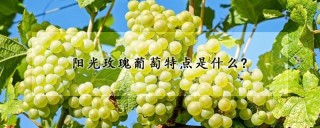 阳光玫瑰葡萄特点是什么?,第1图