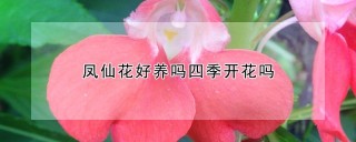 凤仙花好养吗四季开花吗,第1图