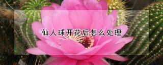 仙人球开花后怎么处理,第1图