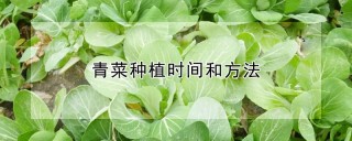 青菜种植时间和方法,第1图