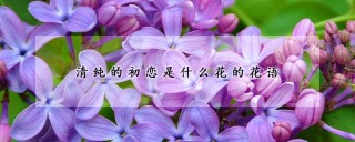 清纯的初恋是什么花的花语,第1图