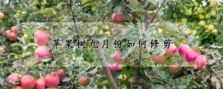 苹果树九月份如何修剪,第1图