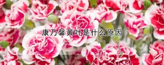 康乃馨黄叶是什么原因,第1图