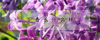 丁香长什么样,第1图