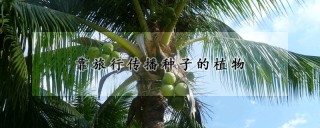 靠旅行传播种子的植物,第1图