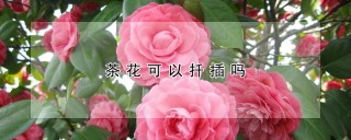 茶花可以扦插吗,第1图