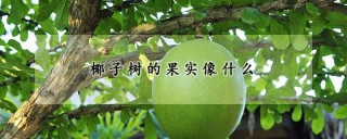 椰子树的果实像什么,第1图