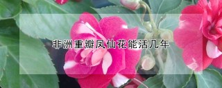 非洲重瓣凤仙花能活几年,第1图