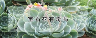 宝石花有毒吗,第1图