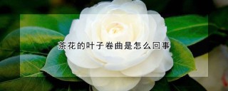 茶花的叶子卷曲是怎么回事,第1图