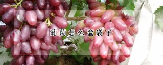 葡萄怎么套袋子,第1图