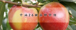 中油26桃品种介绍,第1图