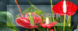 家里为什么不能养红掌,第1图