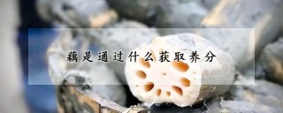 藕是通过什么获取养分,第1图