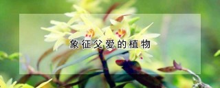 象征父爱的植物,第1图