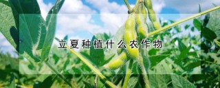 立夏种植什么农作物,第1图