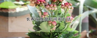 长寿花换盆时间和方法,第1图