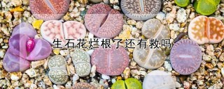 生石花烂根了还有救吗,第1图