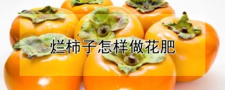 烂柿子怎样做花肥,第1图