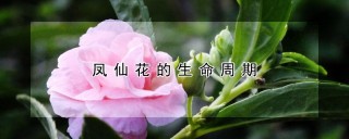 凤仙花的生命周期,第1图