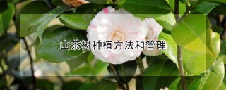 山茶树种植方法和管理,第1图