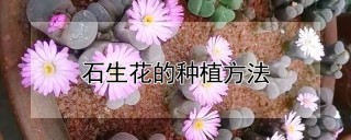 石生花的种植方法,第1图