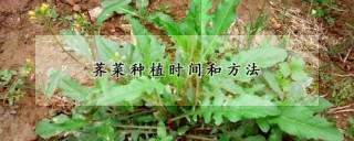 荠菜种植时间和方法,第1图