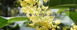 桂花喻人什么品质,第1图