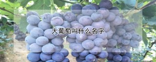 大葡萄叫什么名字,第1图