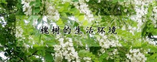 槐树的生活环境,第1图