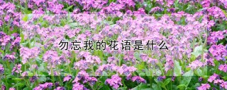 勿忘我的花语是什么,第1图