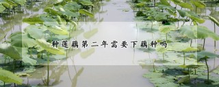 种莲藕第二年需要下藕种吗,第1图