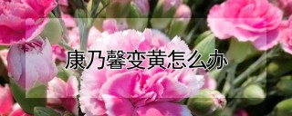 康乃馨变黄怎么办,第1图