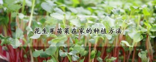 花生芽苗菜在家的种植方法,第1图