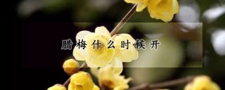 腊梅什么时候开,第1图