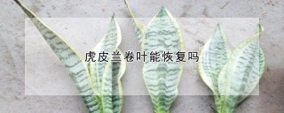 虎皮兰卷叶能恢复吗,第1图