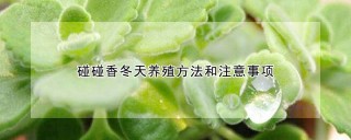 碰碰香冬天养殖方法和注意事项,第1图