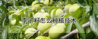 李子籽怎么种植技术,第1图