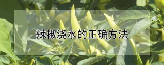 辣椒浇水的正确方法,第1图