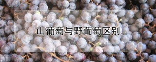 山葡萄与野葡萄区别,第1图