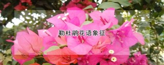 勒杜鹃花语象征,第1图