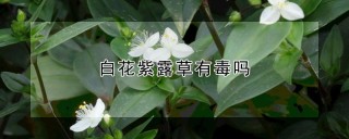 白花紫露草有毒吗,第1图