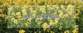 油菜什么时候移栽合适,第1图