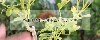 鸭爪木为什么枯萎落叶怎么回事,第1图