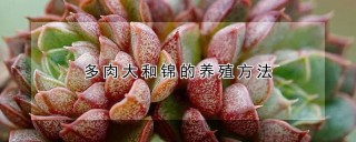 多肉大和锦的养殖方法,第1图