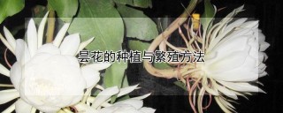 昙花的种植与繁殖方法,第1图