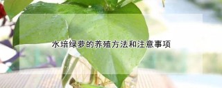 水培绿萝的养殖方法和注意事项,第1图